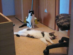 Read more about the article Nicht ohne meine Katze…