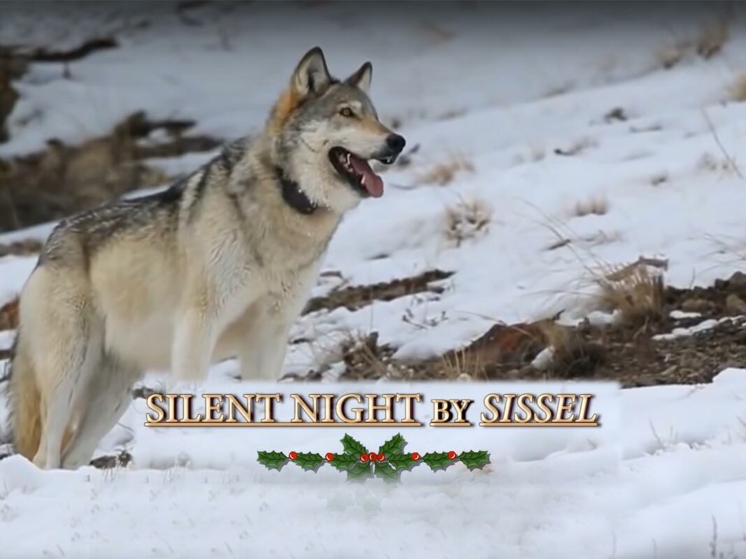 SILENT NIGHT BY SISSEL