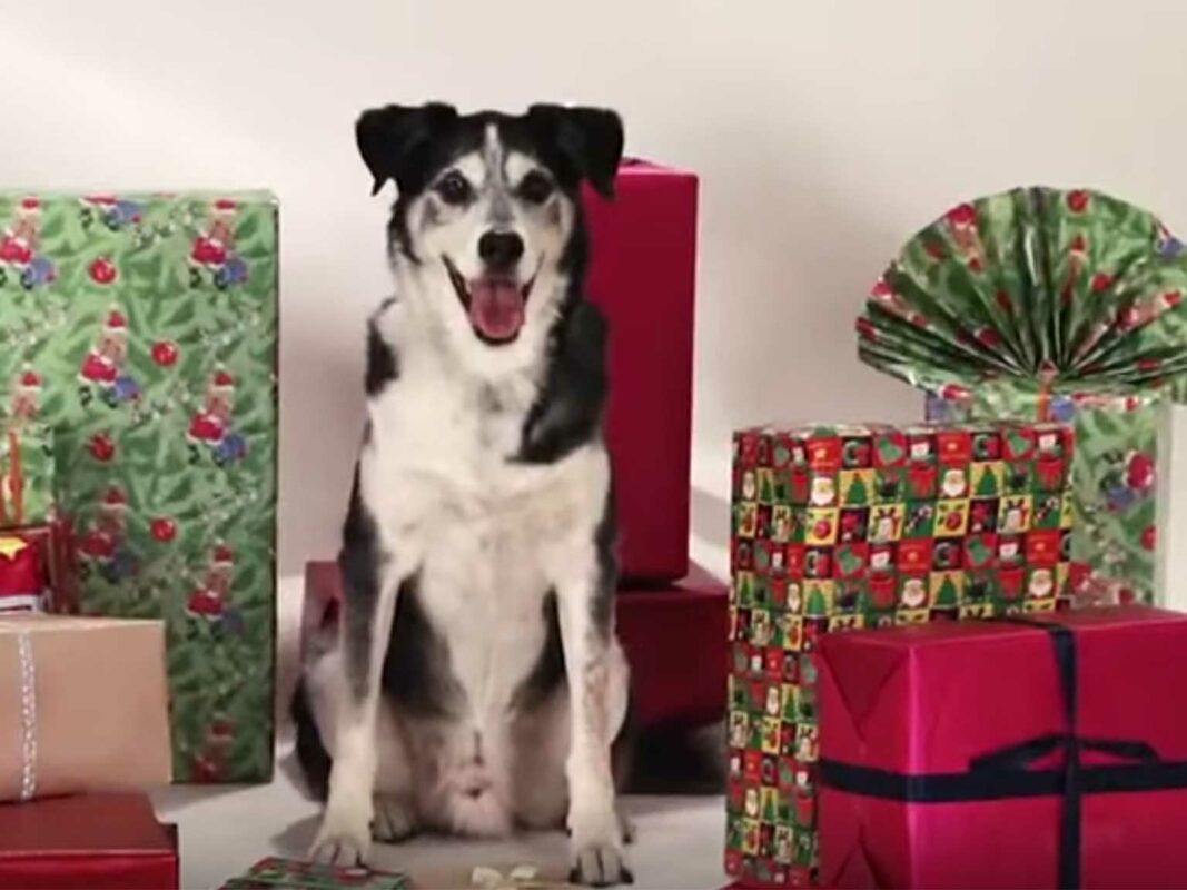 Hundi mit vielen Geschenken…