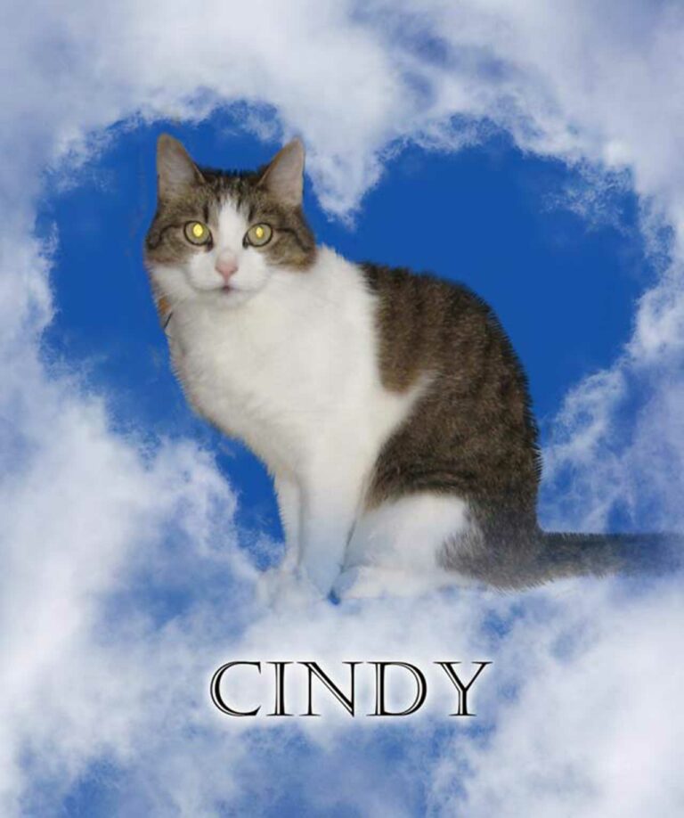 cindy_web