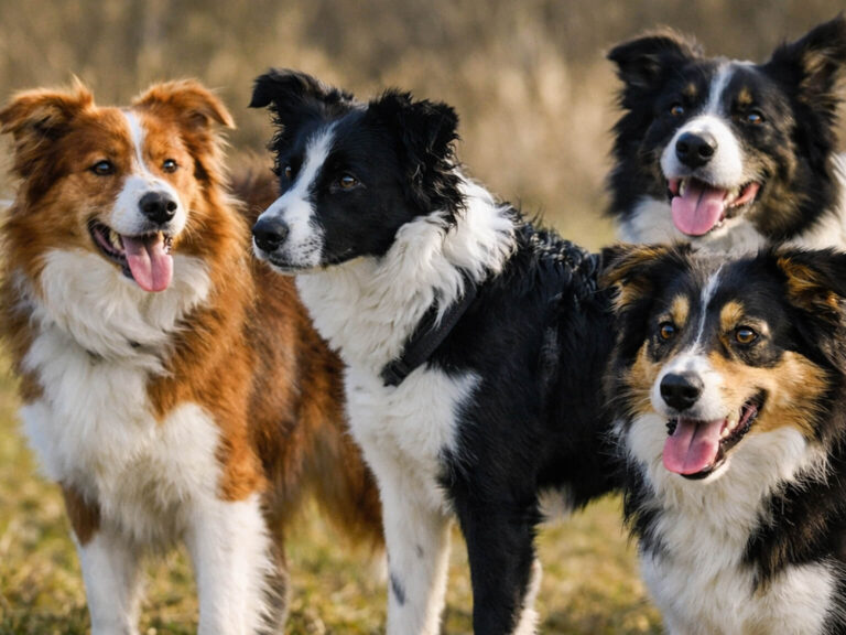 Mehr über den Artikel erfahren Moriz und die anderen Hunde…