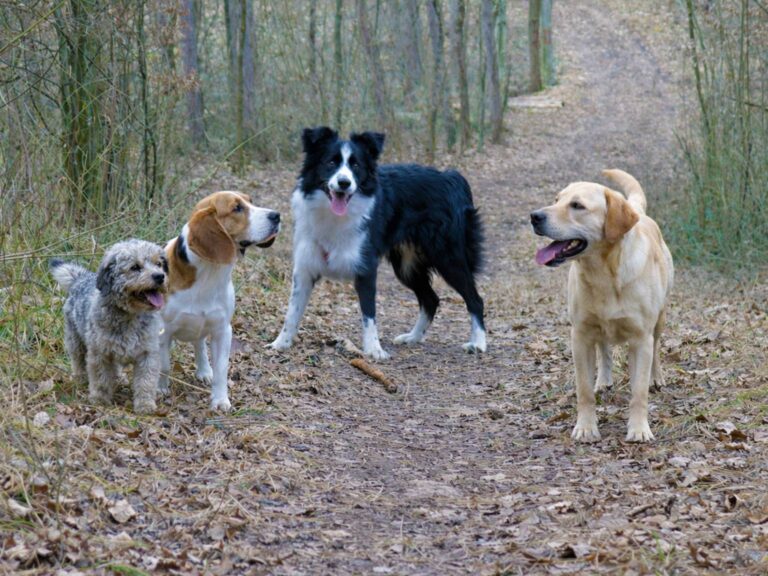 Mehr über den Artikel erfahren Unsere GENIALE Lösung wenn Moriz anderen Hunden begegnet