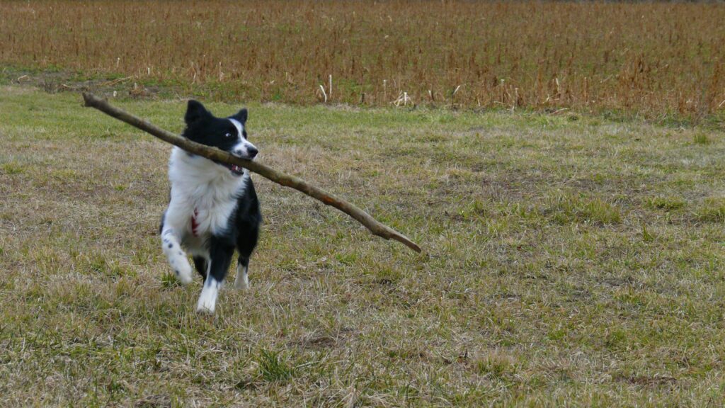 Moriz mit Stöckchen