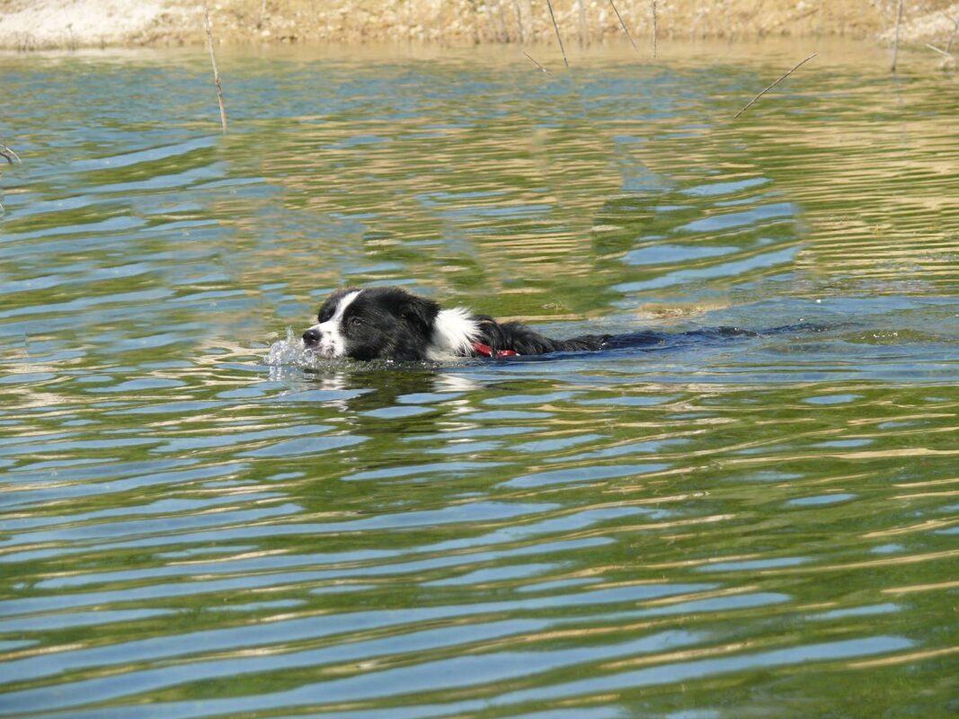 Moriz entdeckt das Schwimmen