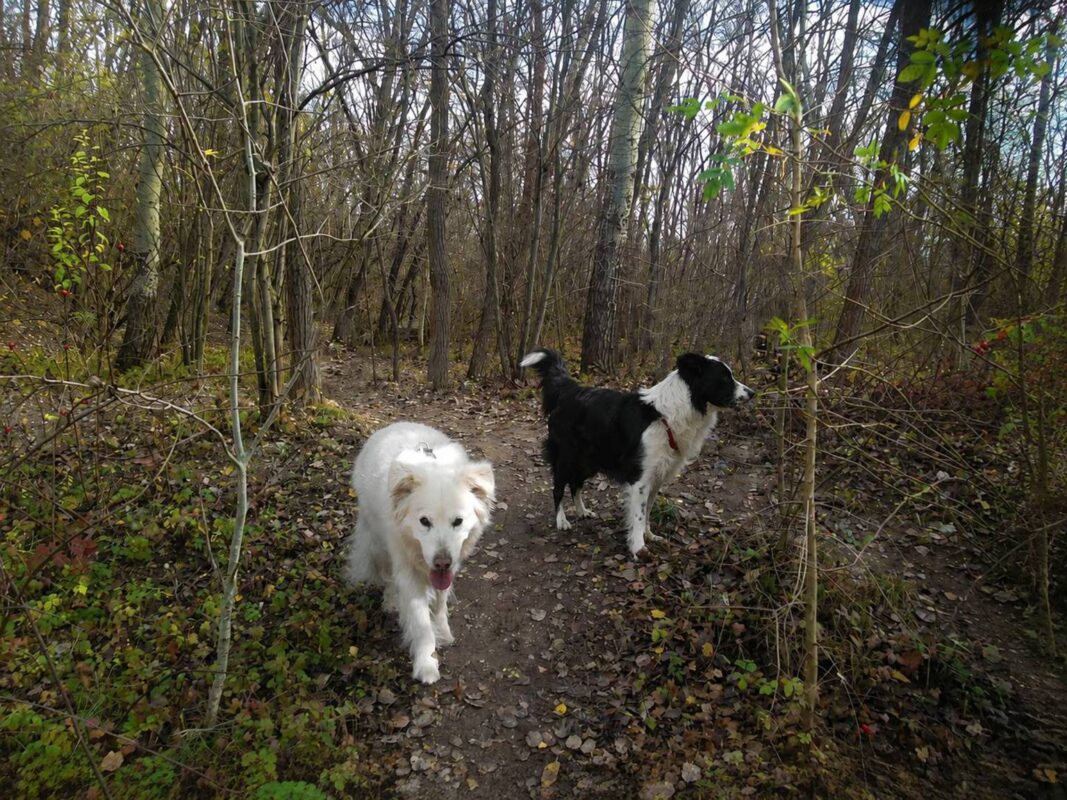 Zwei Freunde in der Hundezone Wiener Neustadt