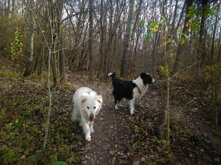 Mehr über den Artikel erfahren Zwei Freunde in der Hundezone Wiener Neustadt