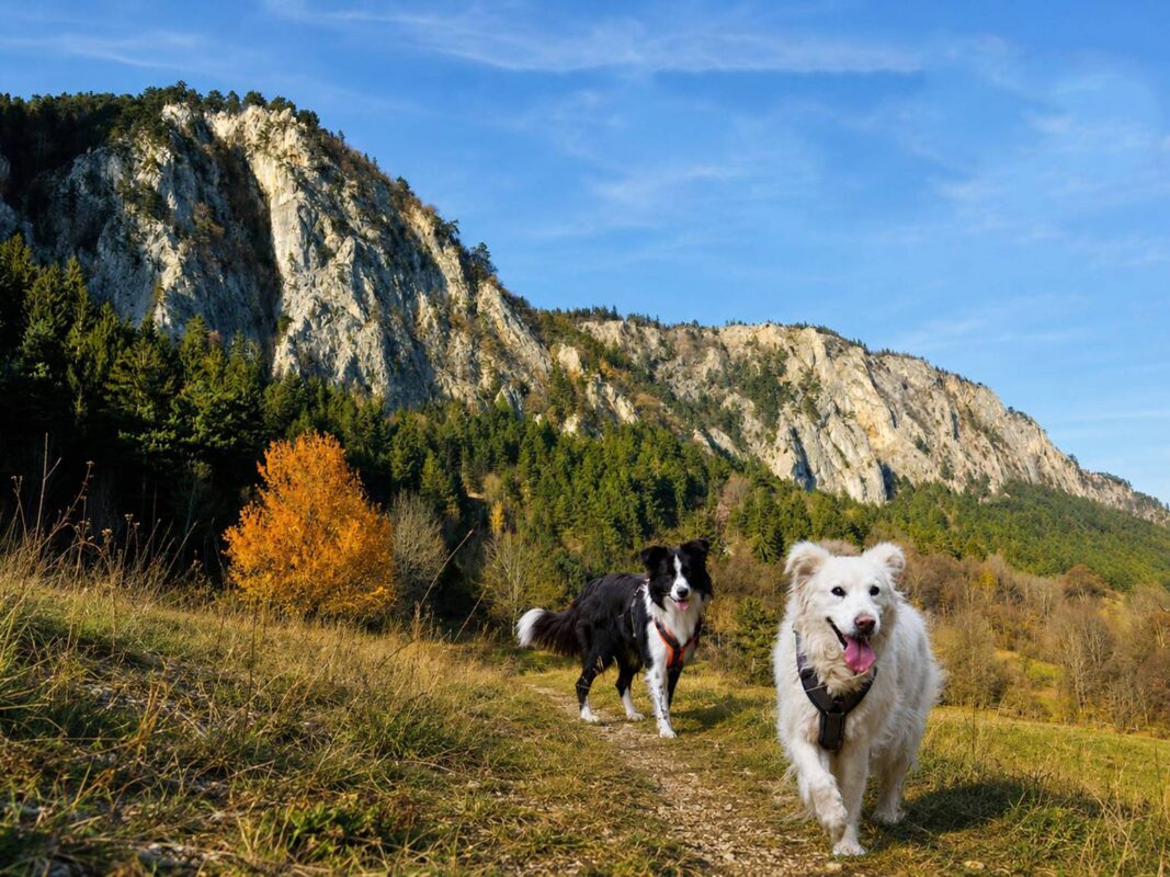 Moriz & Ogy am Wanderweg am Fusse der Hohen Wand in Niederösterreich