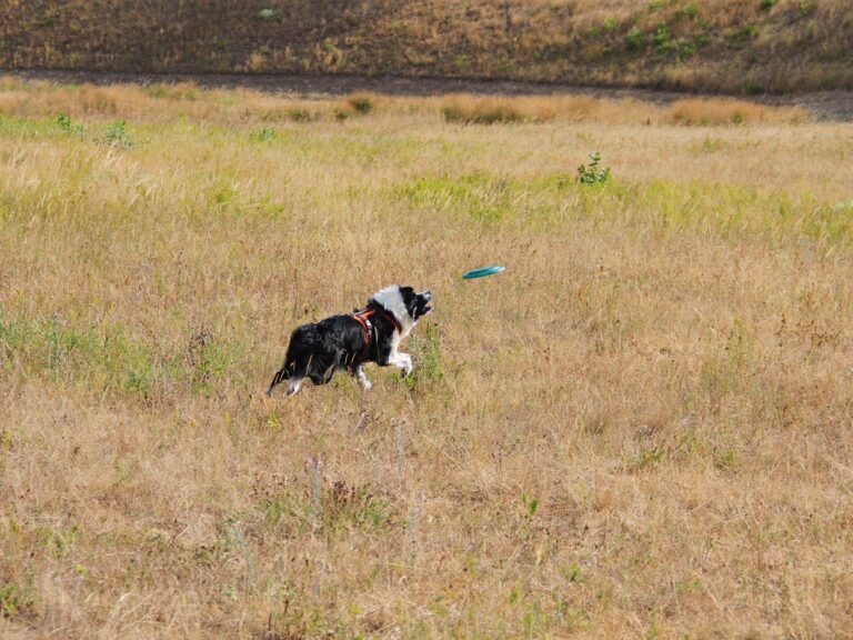 Mehr über den Artikel erfahren Lauf, Sprung, Fang! FRISBEEDOG!