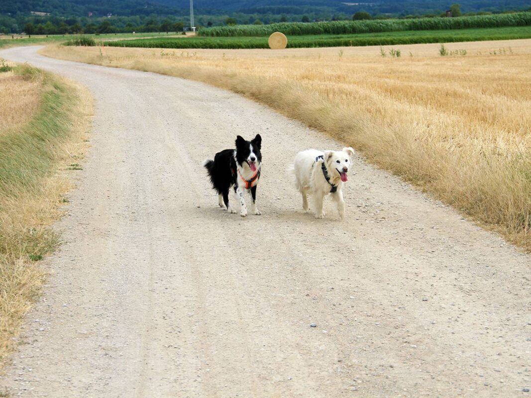 Moriz & Ogy in den Weizenfeldern vor Katzelsdorf
