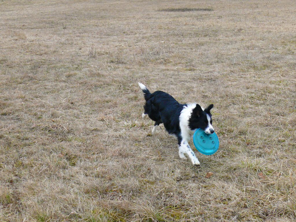 Frisbeedog